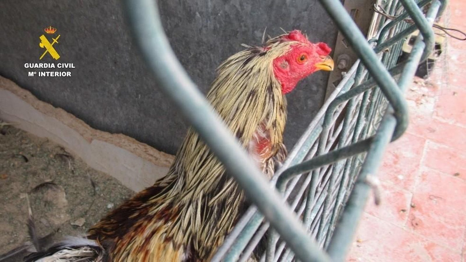 Imagen de uno de los gallos que sufrió mutilaciones