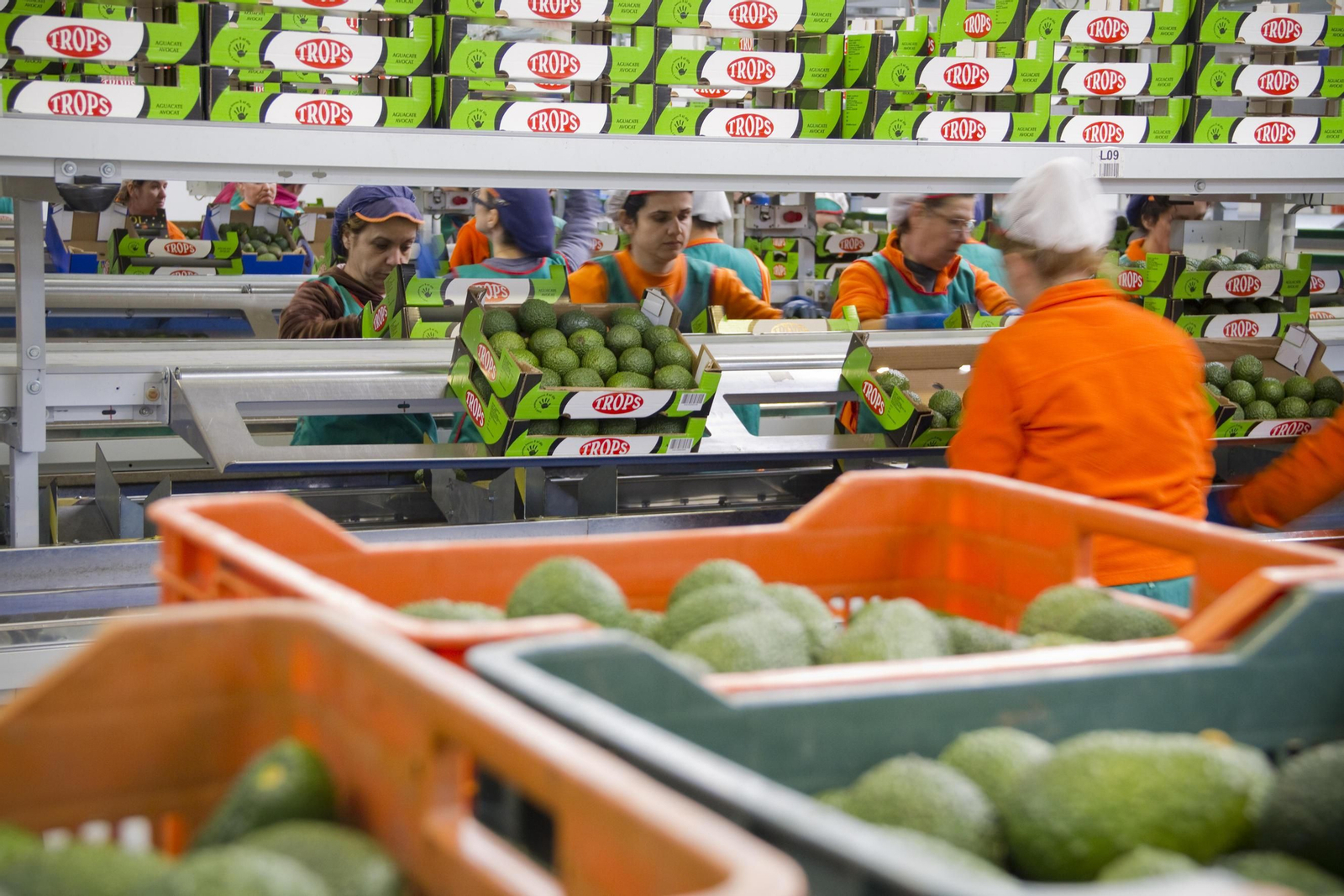 Los subtropicales son algunos de los productos agrícolas que se exportan.