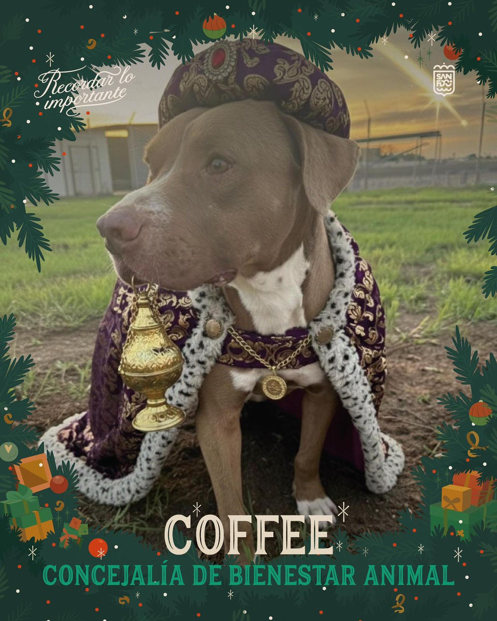 Coffee, ataviado como un Rey Mago canino.