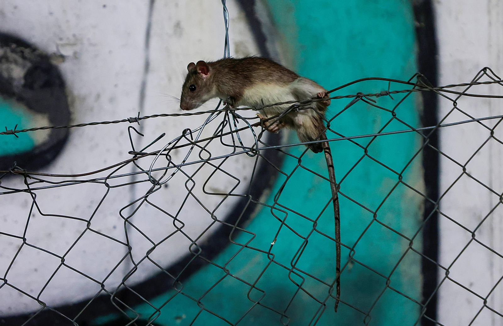 Una rata colgada de un alambre.