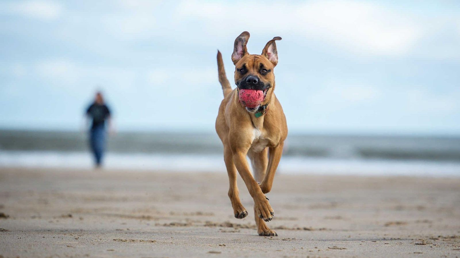 Turismo con tu perro