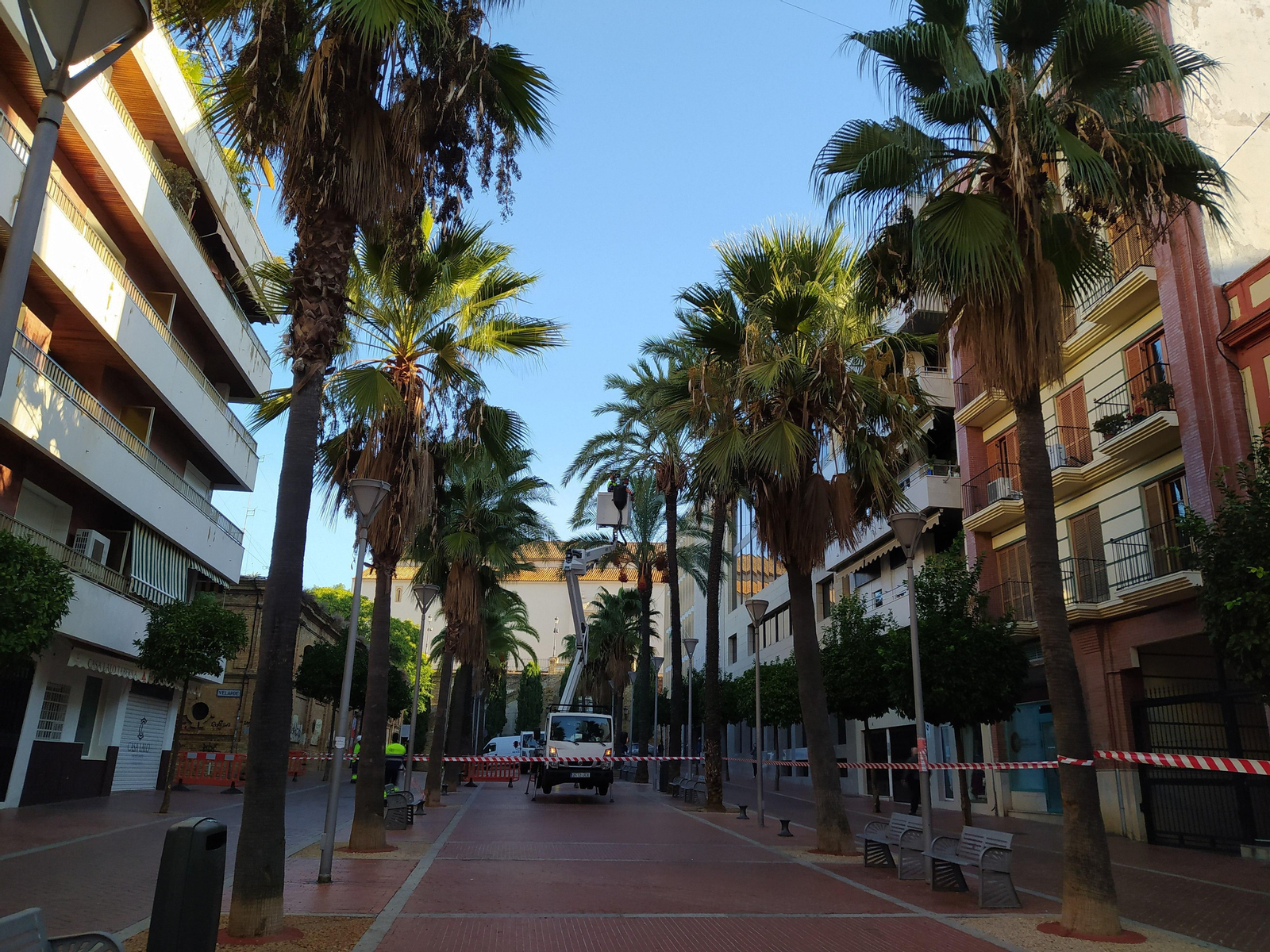 Poda de palmeras en el paseo de Santa Fe de Huelva.