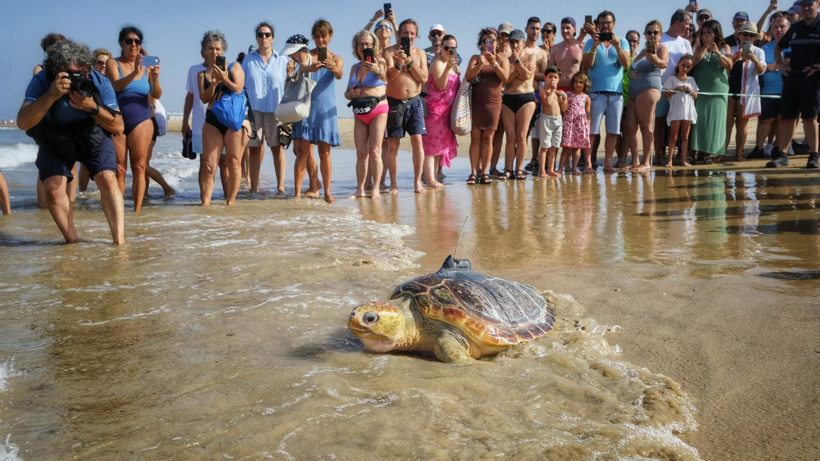 Tres tortugas marinas regresan al mar desde la playa de Cortadura en Cádiz.