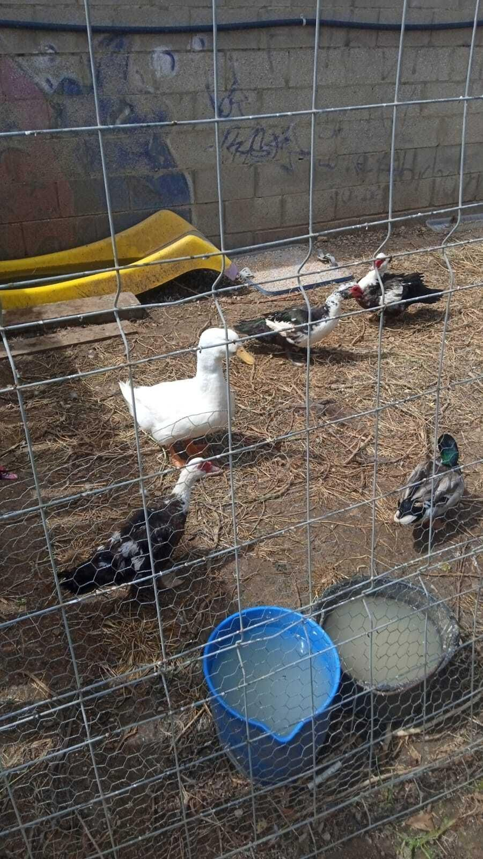 Así están los patos y tortugas del Parque tras el traslado: las fotos difundidas por AxSí en San Fernando