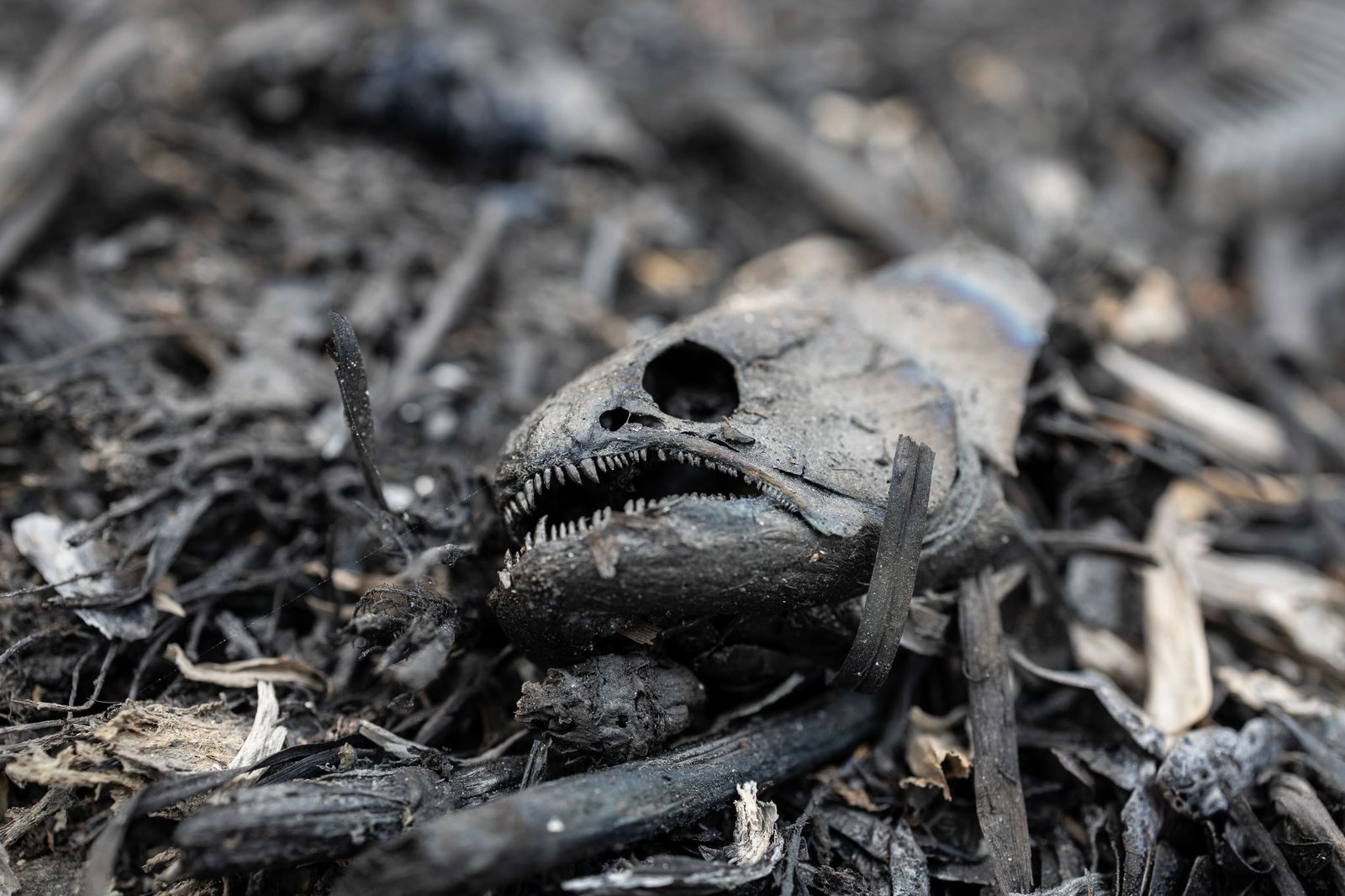 Las llamas convierten en una tumba al aire libre El Pantanal en Brasil