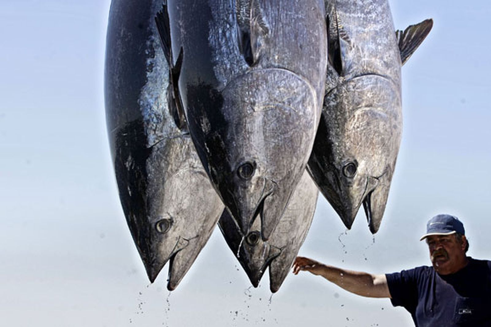 "Los pescadores de Barbate sí que somos una especie en vías de extinción"