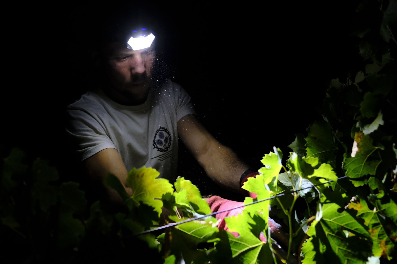 Vendimia nocturna en Ronda, en fotos