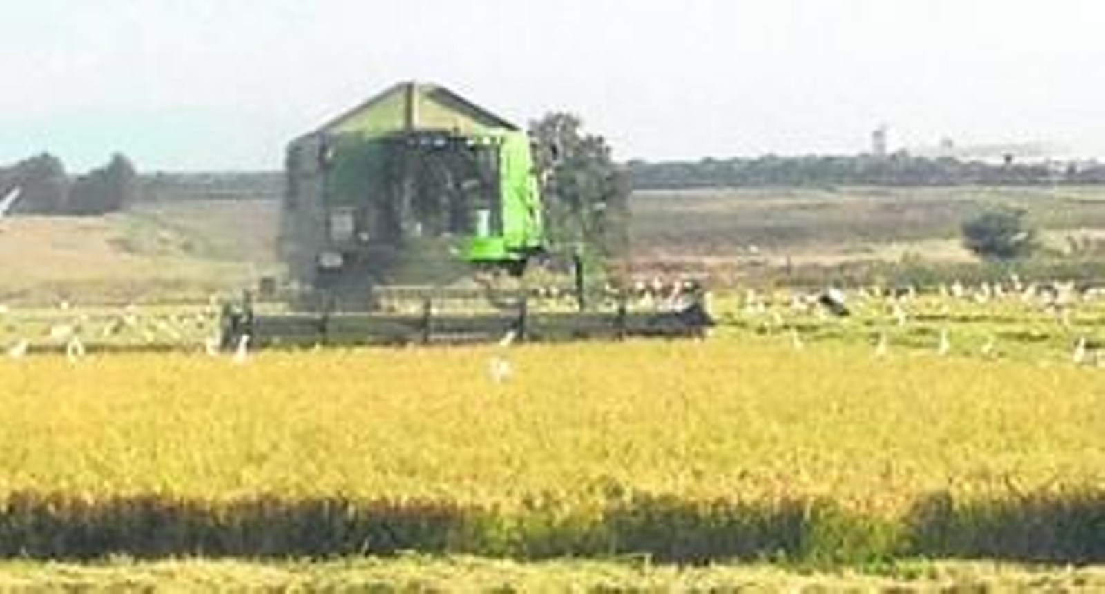 Recolección de arroz en la presente campaña en un arrozal de La Janda, plagado de cigüeñas.
