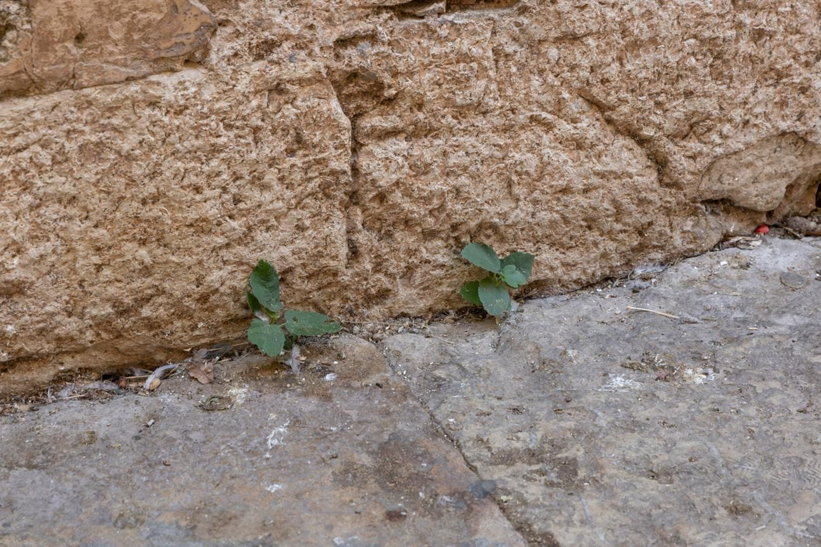 Suciedad y hierbajos toman el entorno de la Catedral de Jaén