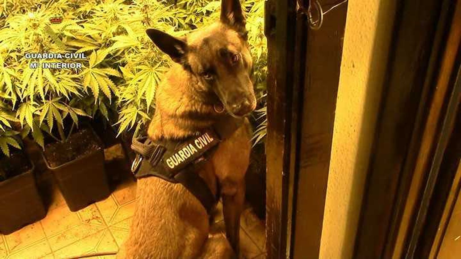 Uno de los perros adiestrados que han trabajado en la operación Viridi XX.