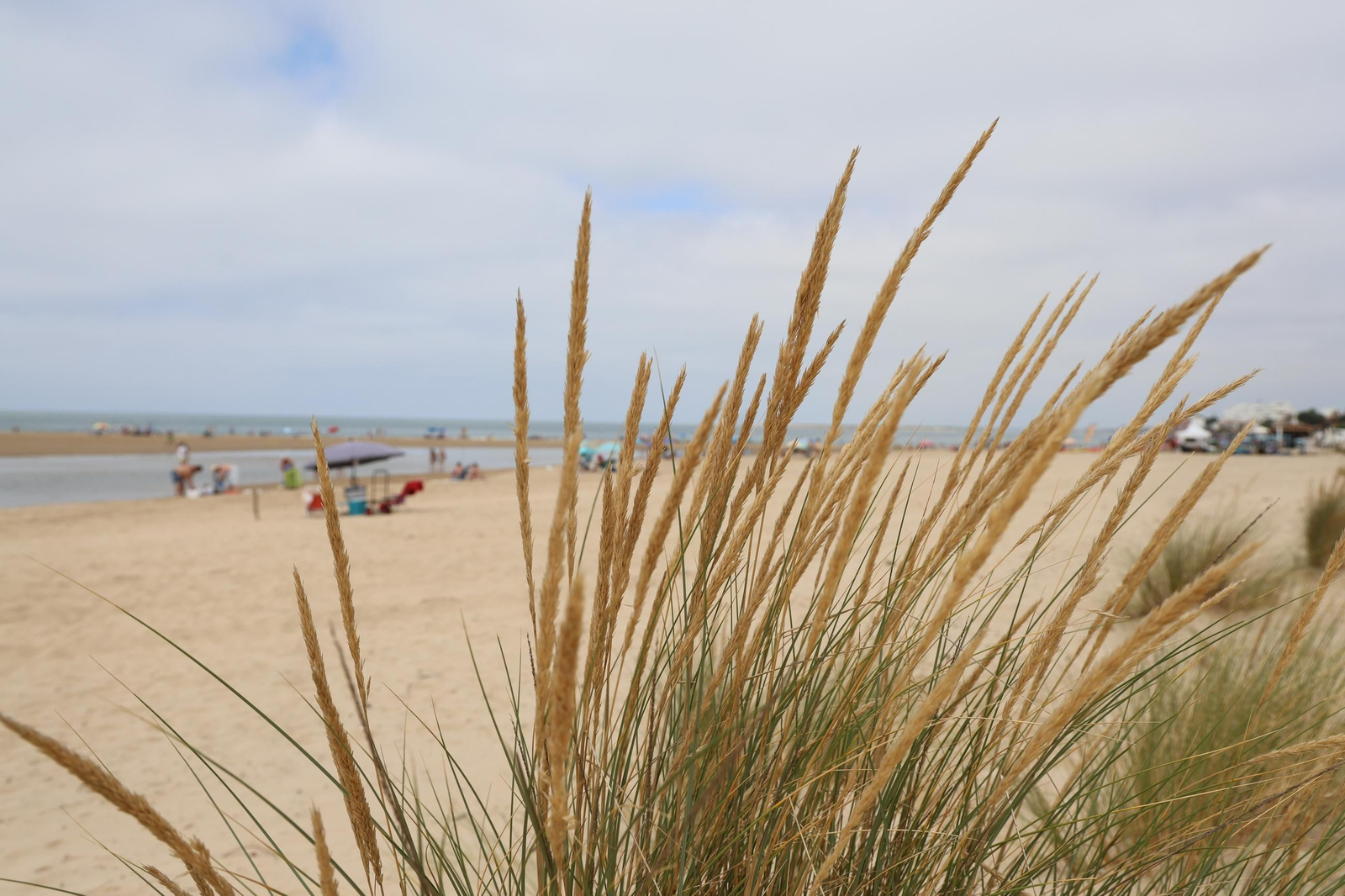 Imágenes de la diversa vegetación de las Dunas del Portil