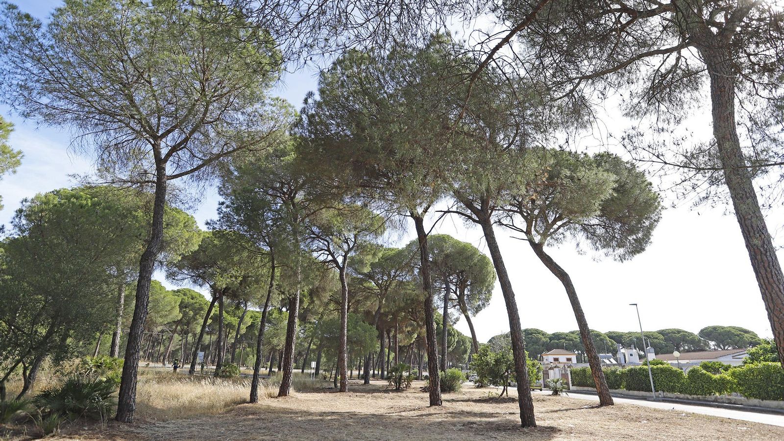 Vista del pinar limpio de pasto tras el paso de los efectivos.
