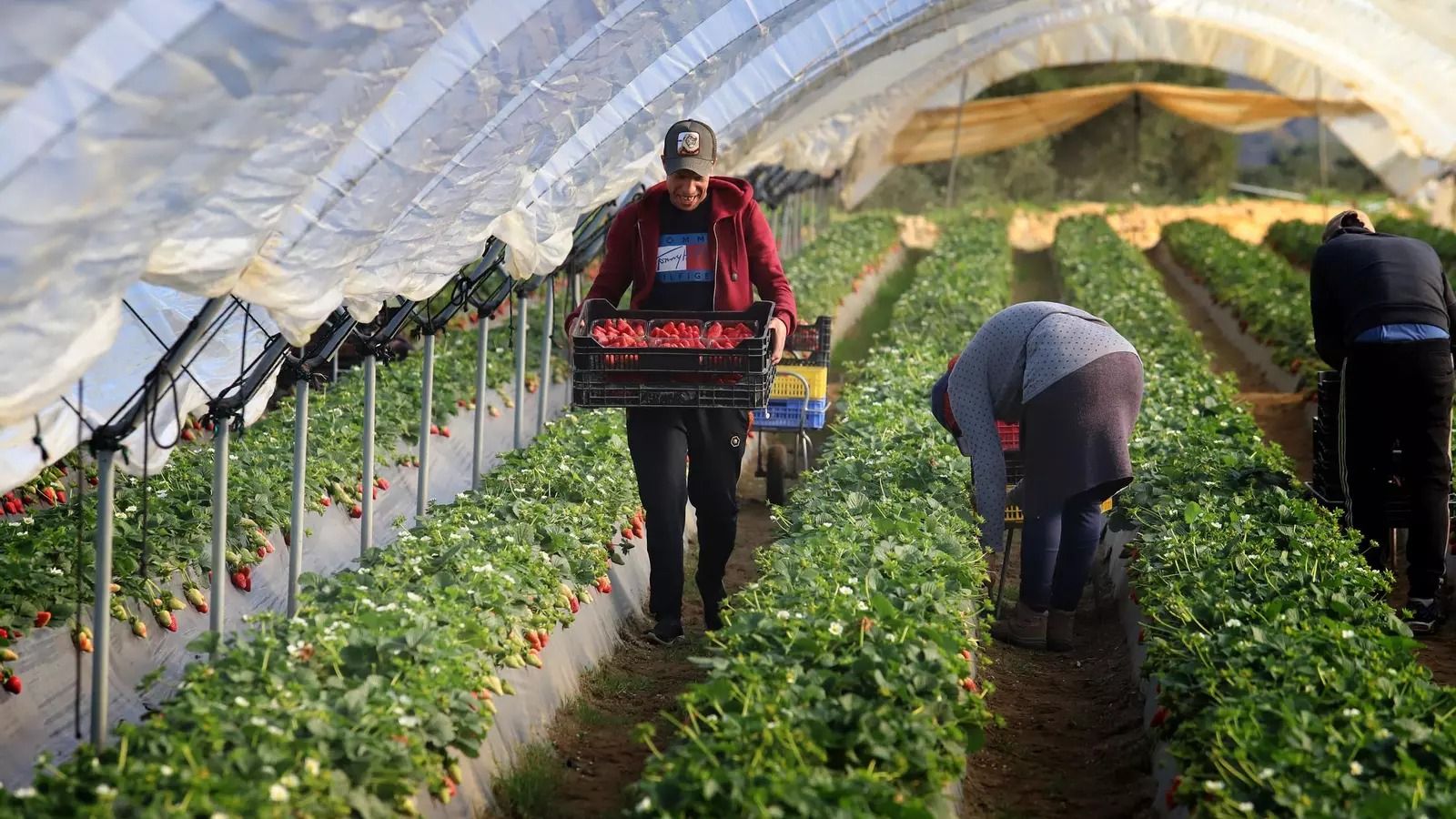 Trabajadores agrícolas en el campo onubense.