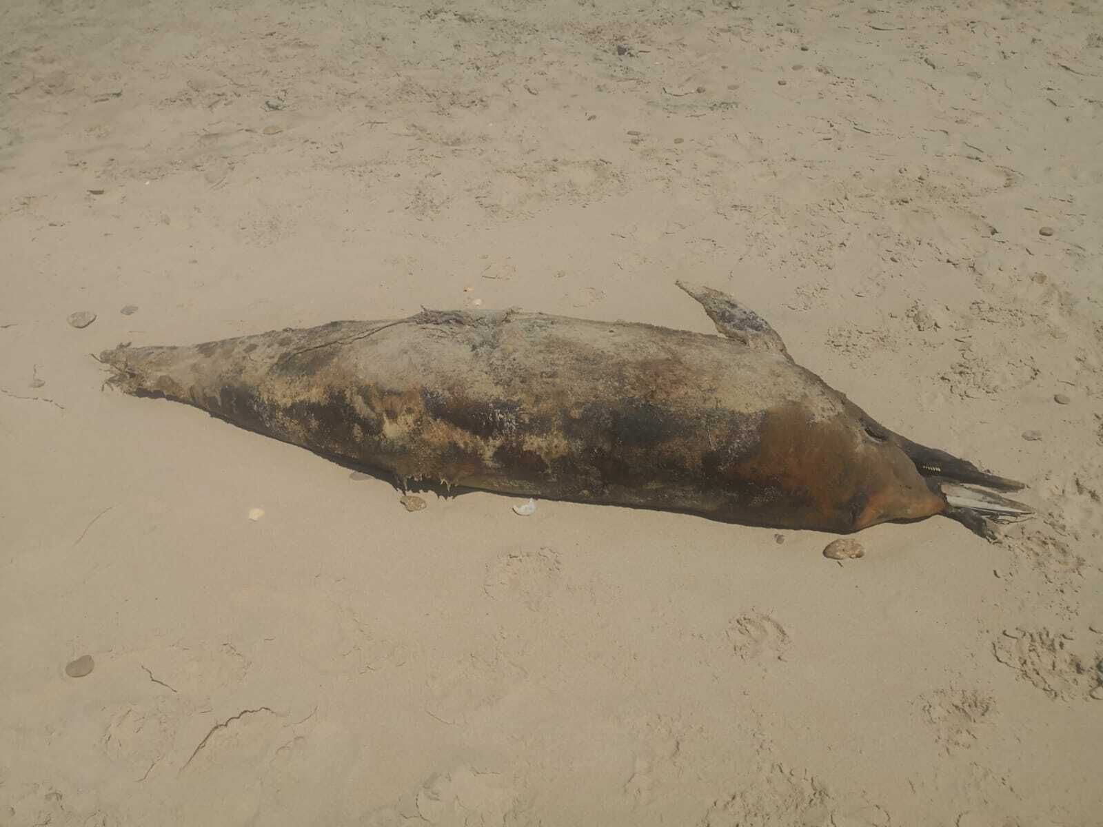 Imagen de los restos del delfín hallado en la playa .