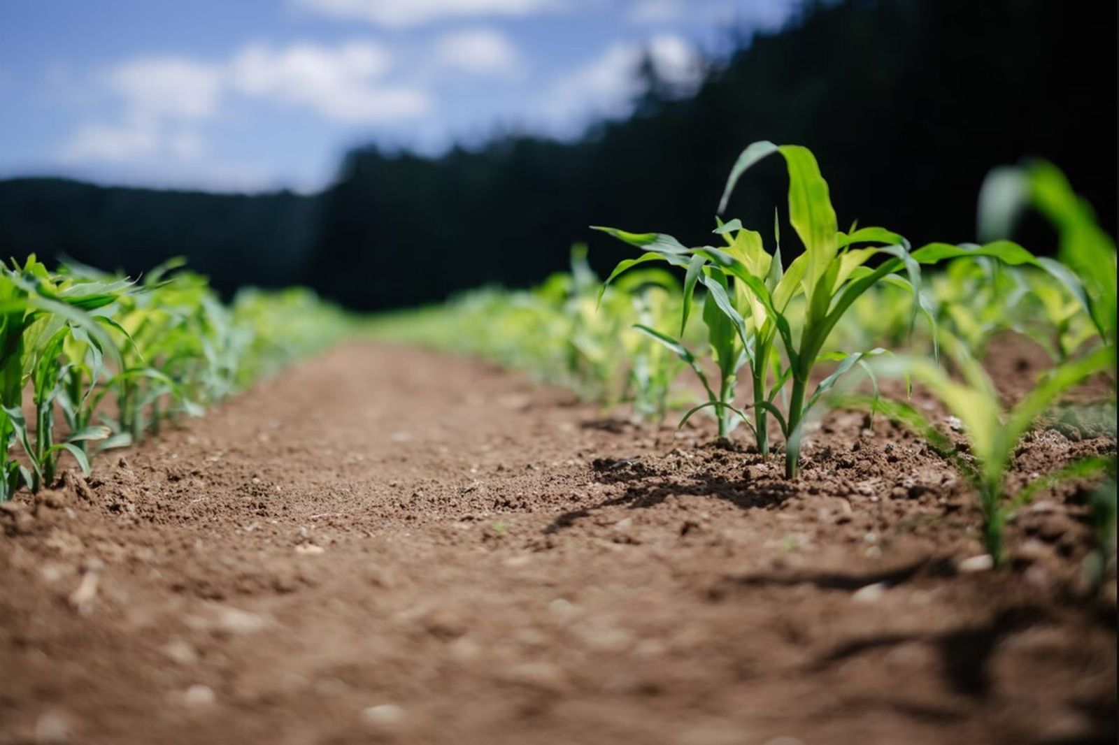 Plantas en el campo.