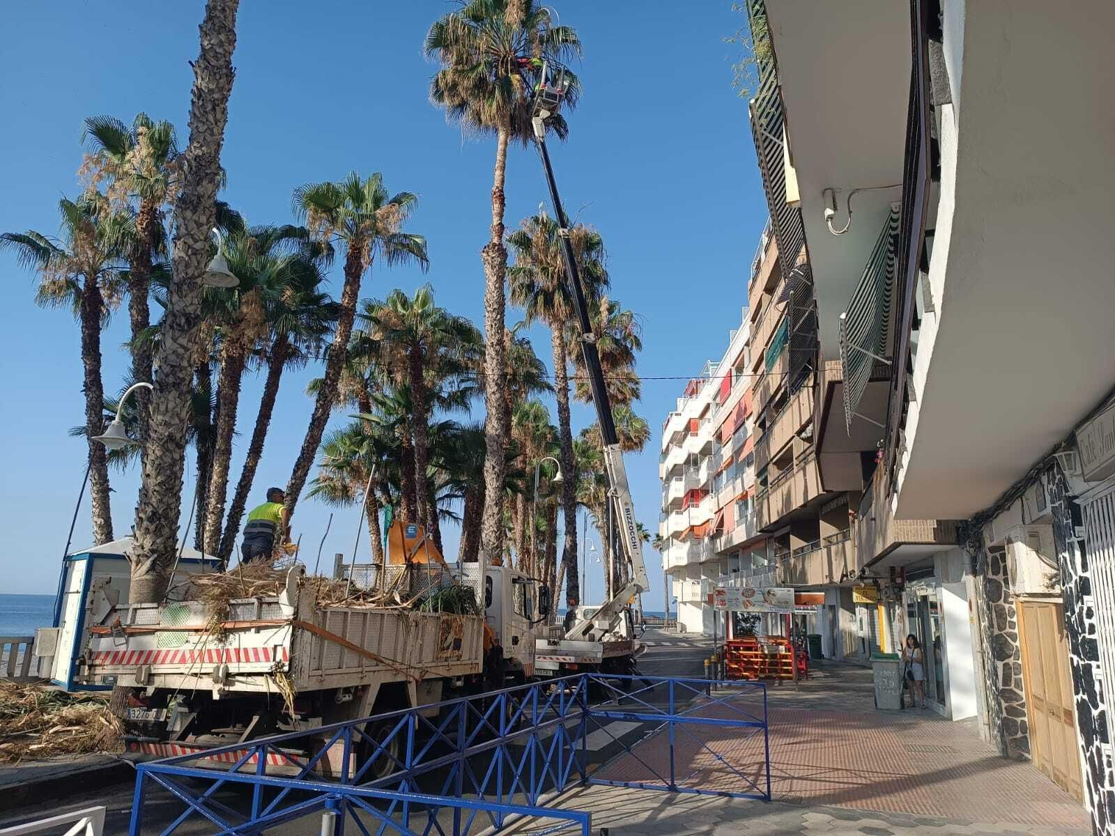 Almuñécar limpia las palmeras del paseo aprovechando el corte de la vía por cambio de farolas