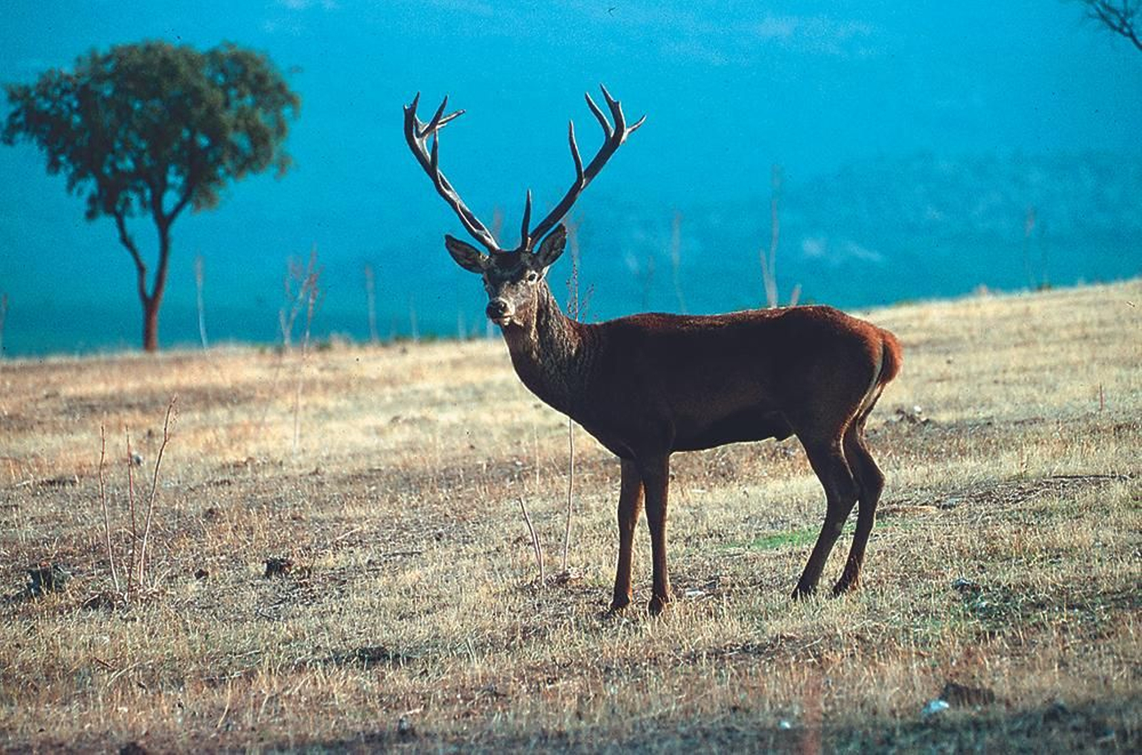 La berrea del ciervo, en otoño, es otro de los atractivos del ecoturismo en la zona.