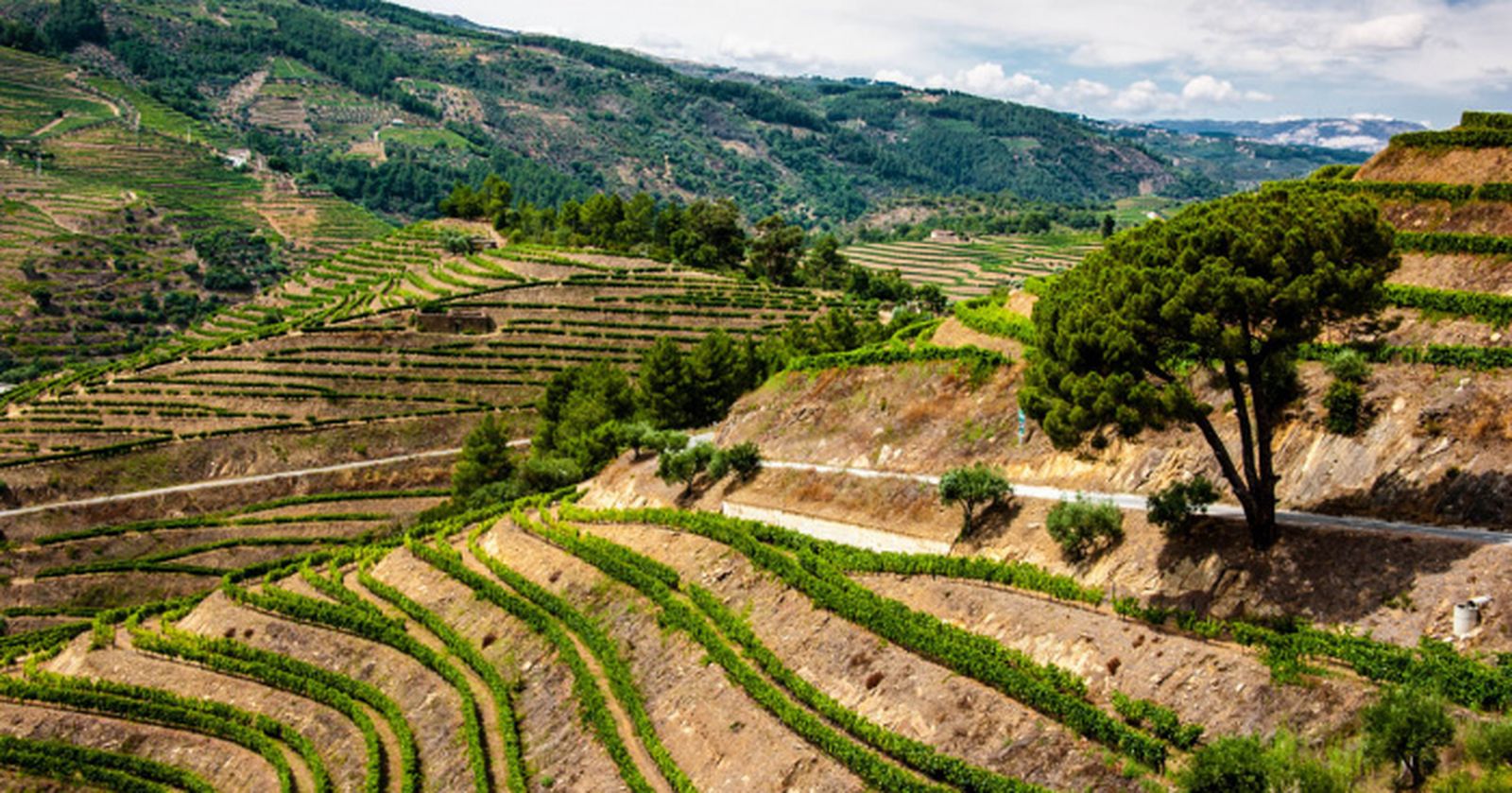 Viñedos en bancales en Douro