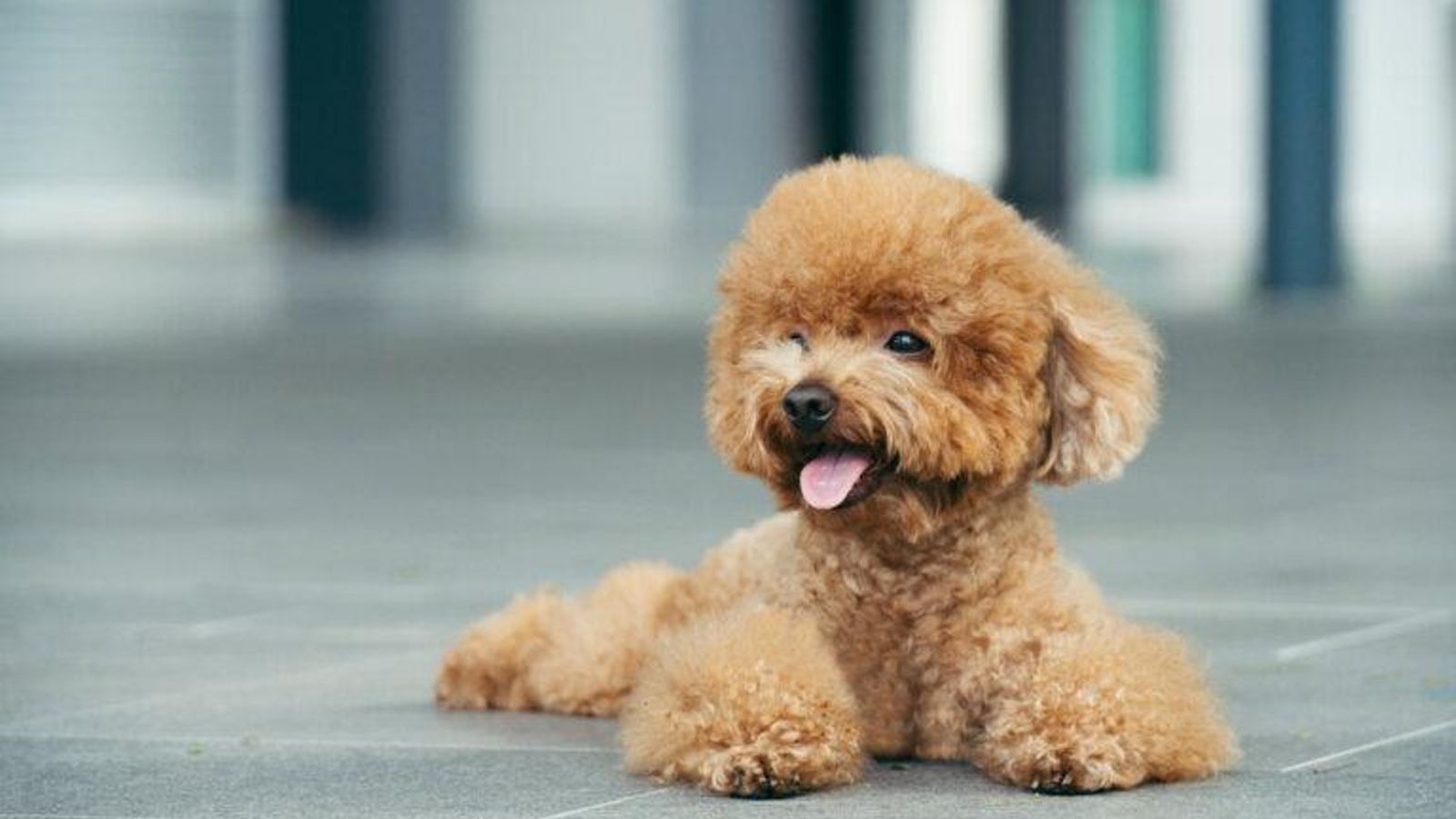 Este cachorro de Caniche Toy causa sensación en internet