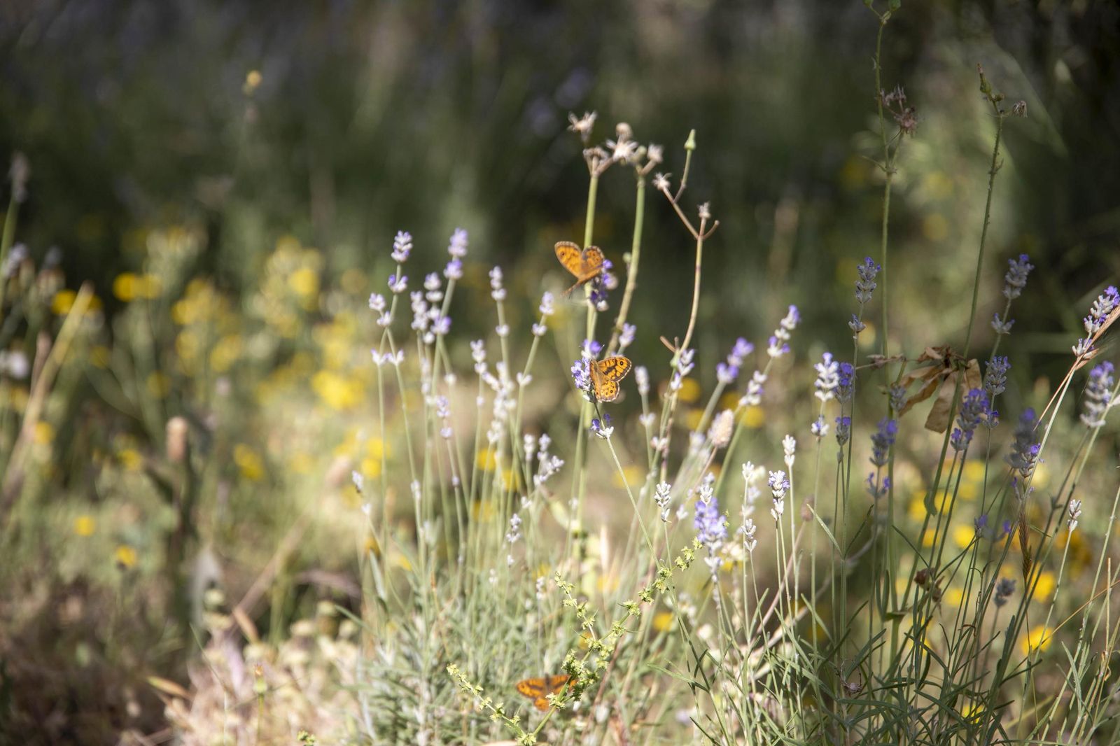 El jardin de lavandas en Benecid