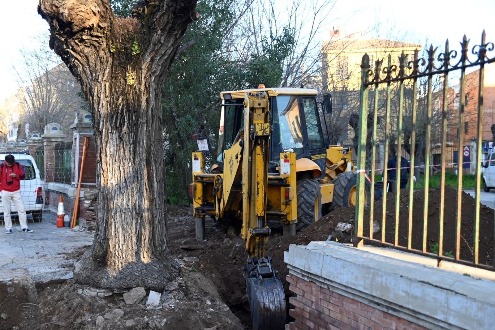 El trasplante del olmo centenario del Marrubial al parque de los Teletubbies de Córdoba, en imágenes