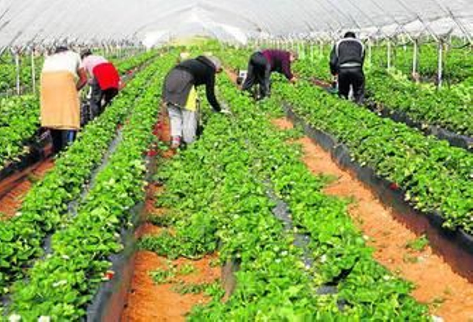 El desplome del precio de la fresa deja sin cubrir el 50% de su coste de producción