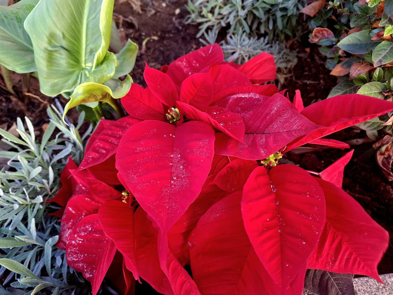 La flor de Pascua y su historia