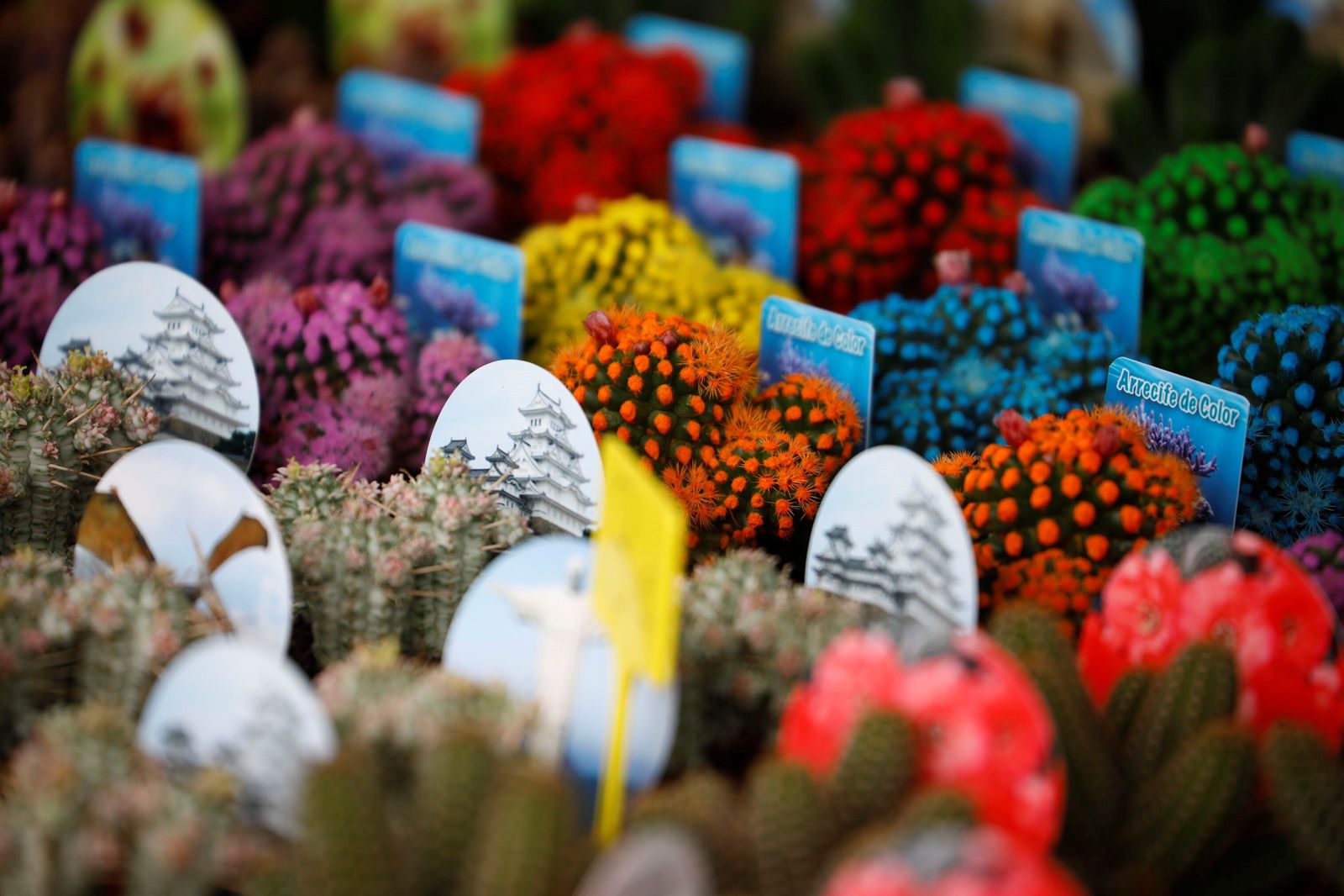 Así es la III Feria de las Orquídeas de Córdoba, en fotografías
