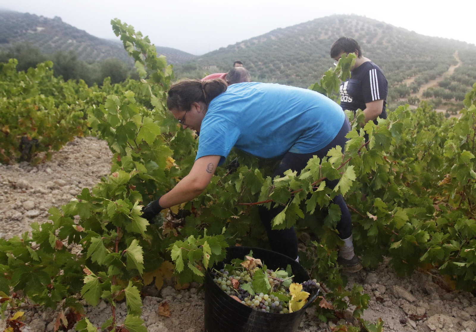 La vendimia en Montilla-Moriles, en fotografías
