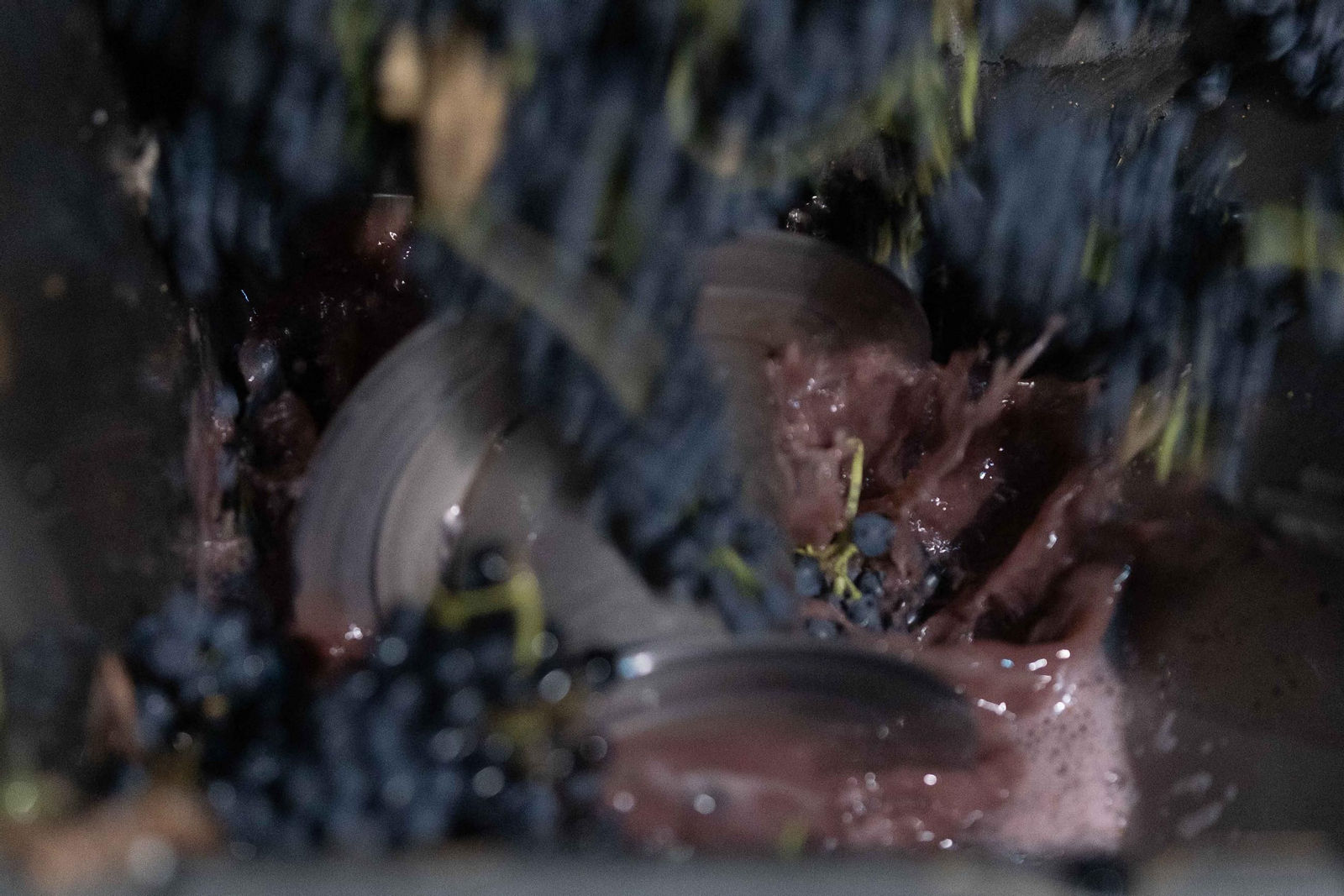 Vendimia nocturna en la Serranía, en imágenes