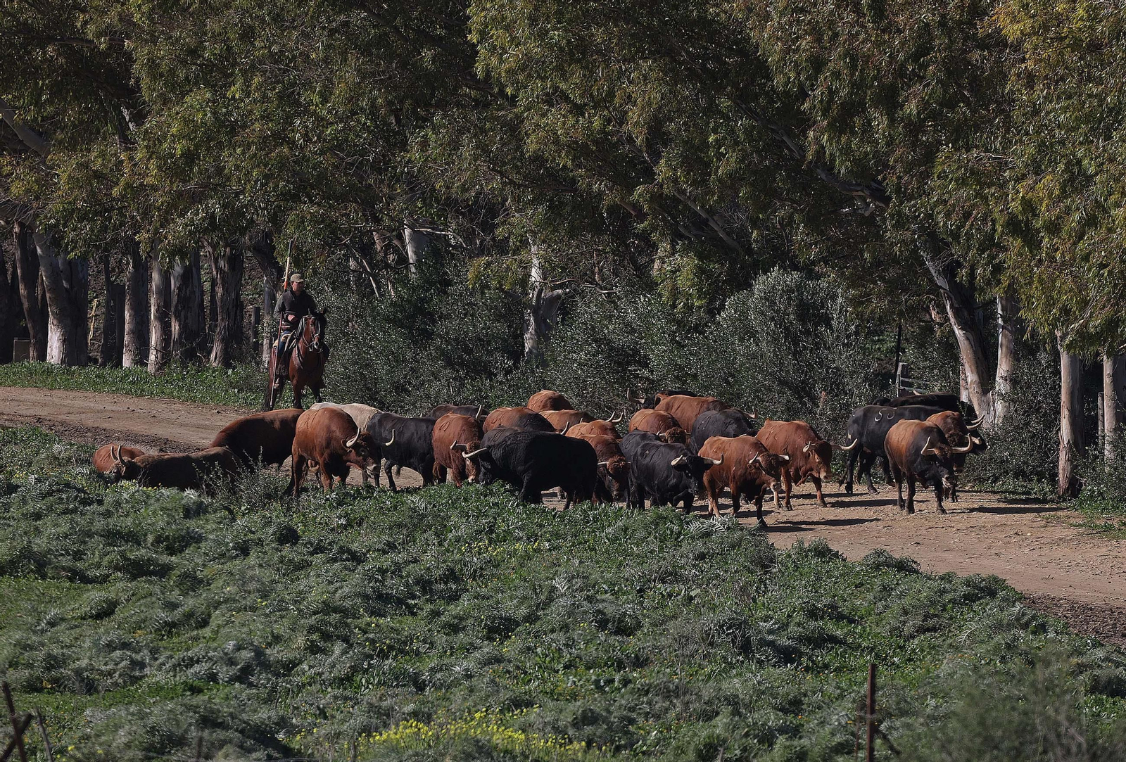 Álvaro Núñez Benjumea debuta este 2025 en Pamplona como gran sorpresa ganadera de los sanfermines, en imágenes