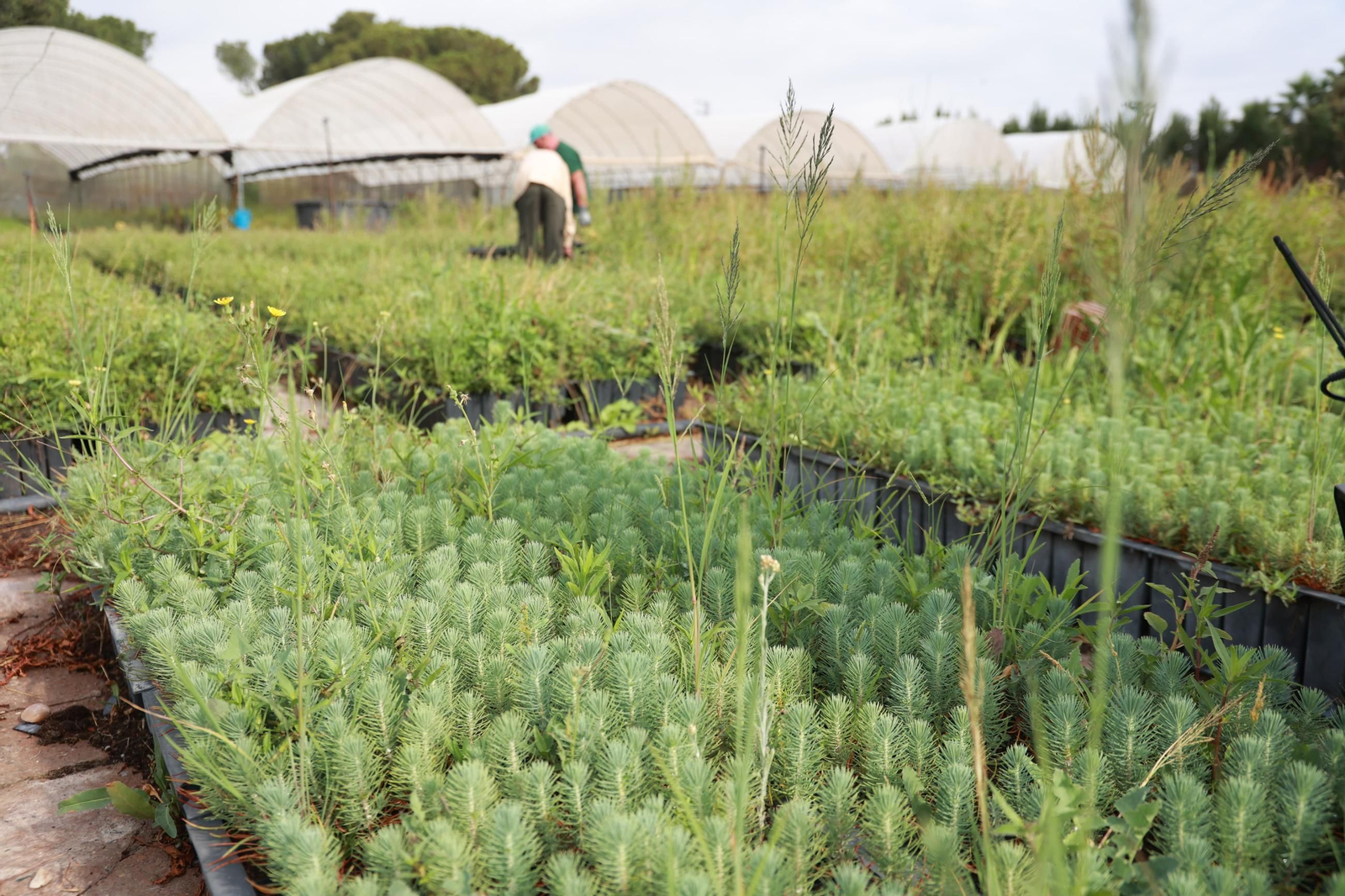 El vivero San Jerónimo de Sevilla