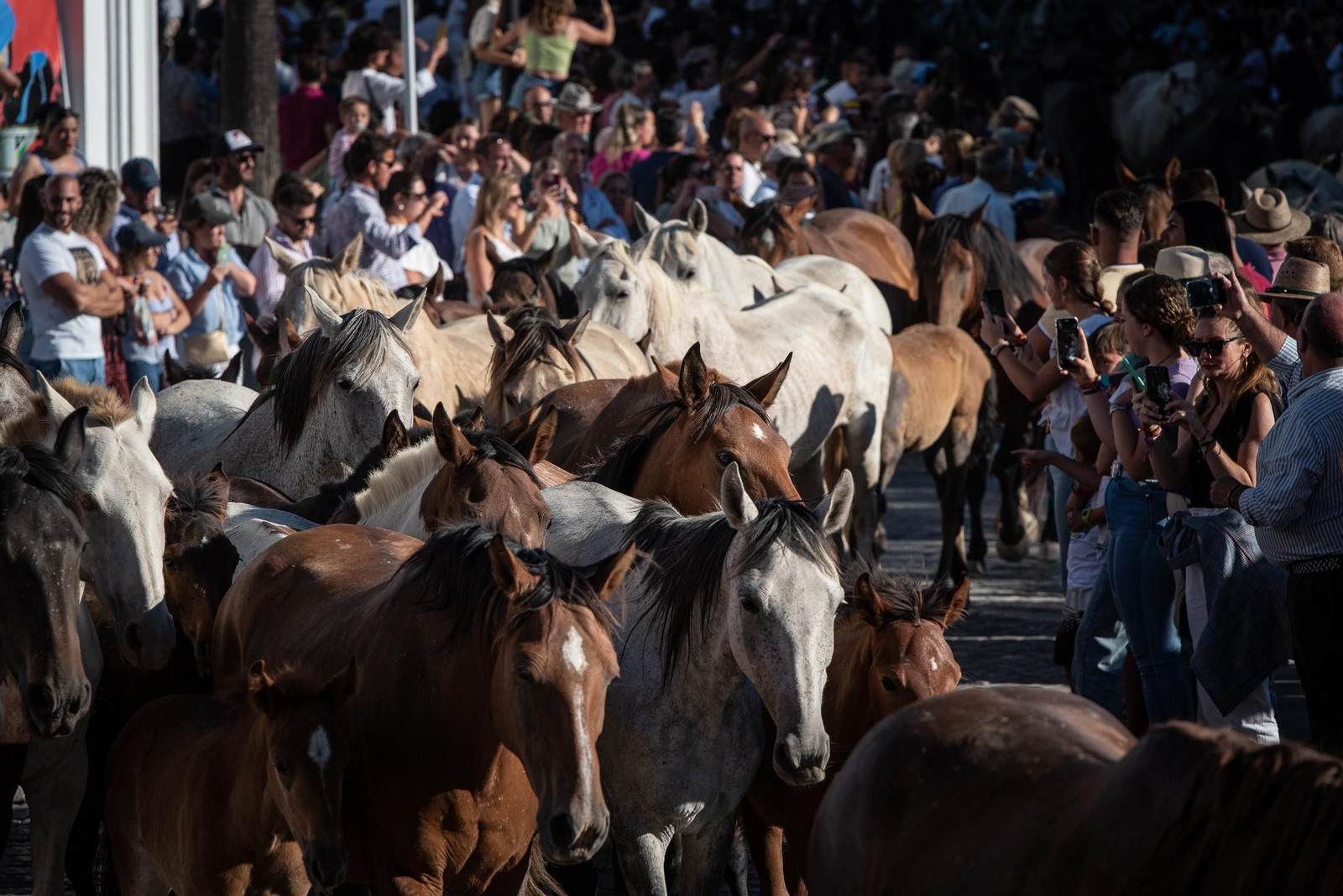 Imágenes de la Saca de las Yeguas en su entrada en  Almonte