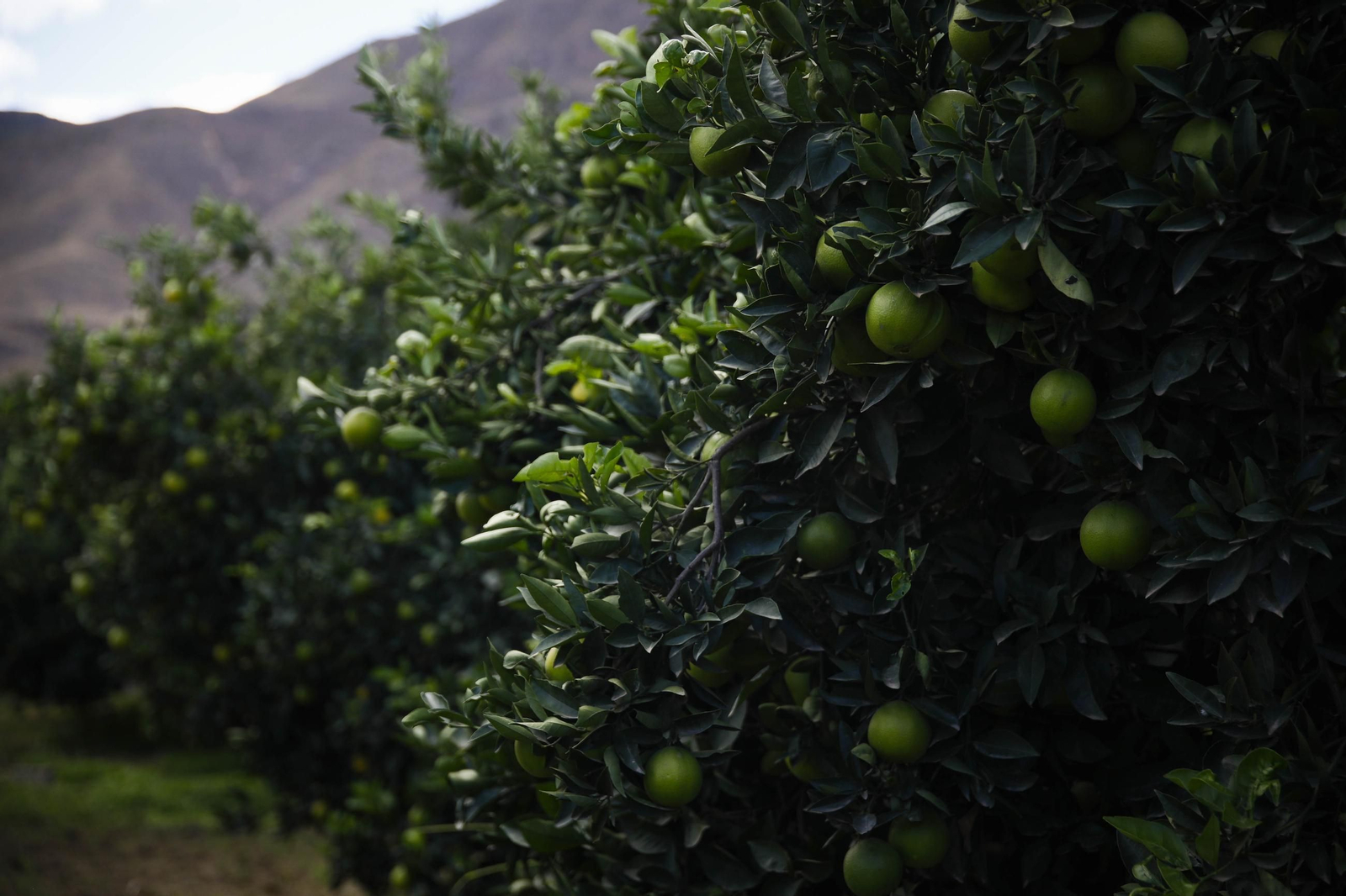 Las naranjas de Íllar, en imágenes