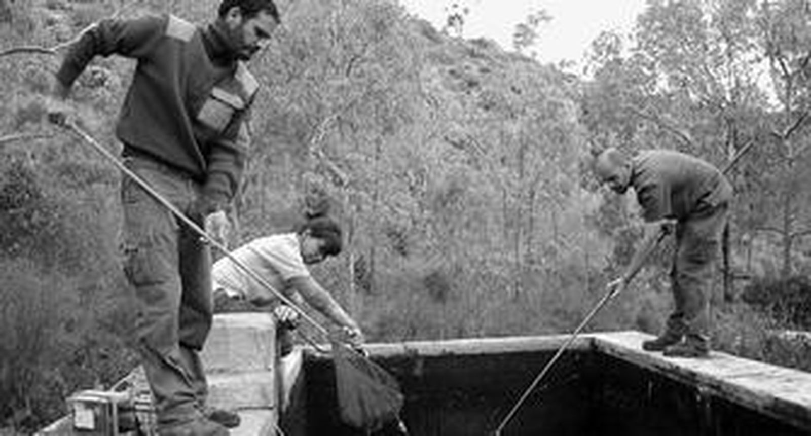 Técnicos de la Delegación Provincial de Medio Ambiente tratan de erradicar el pez mosquito de una alberca en los Montes de Mijas.