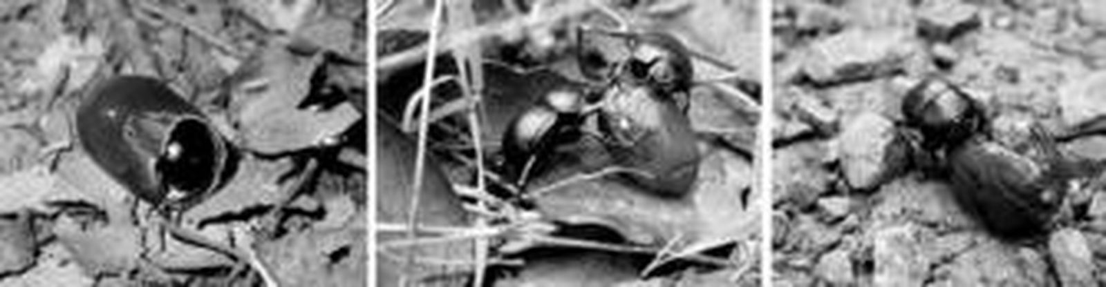 Secuencia en la que un escarabajo aprovecha al máximo una bellota en pleno Parque Natural de Los Alcornocales.
