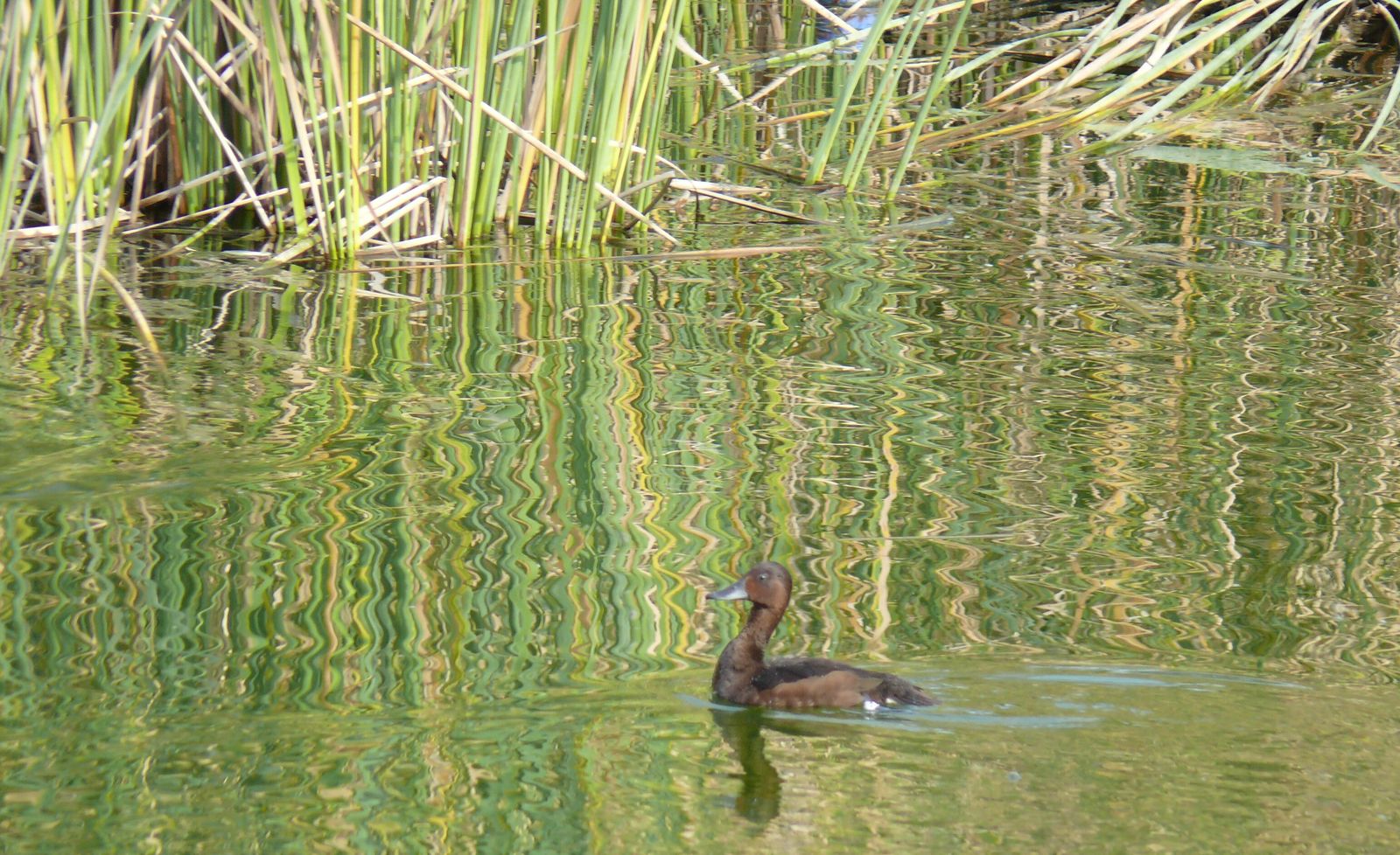 Las imágenes de la suelta de fochas cornudas y porrones pardos