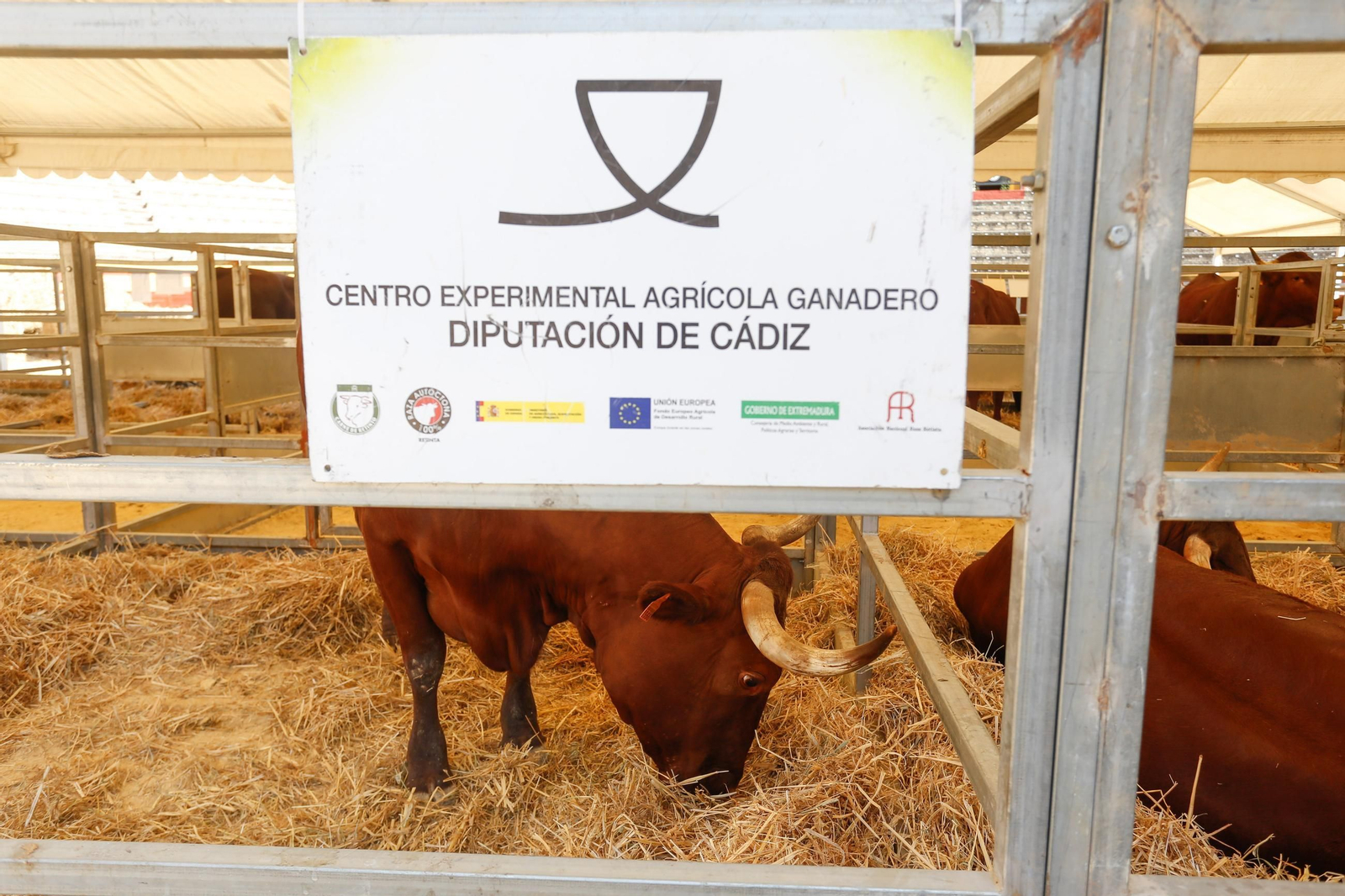 Fotos de la 147 feria del ganado en Algeciras