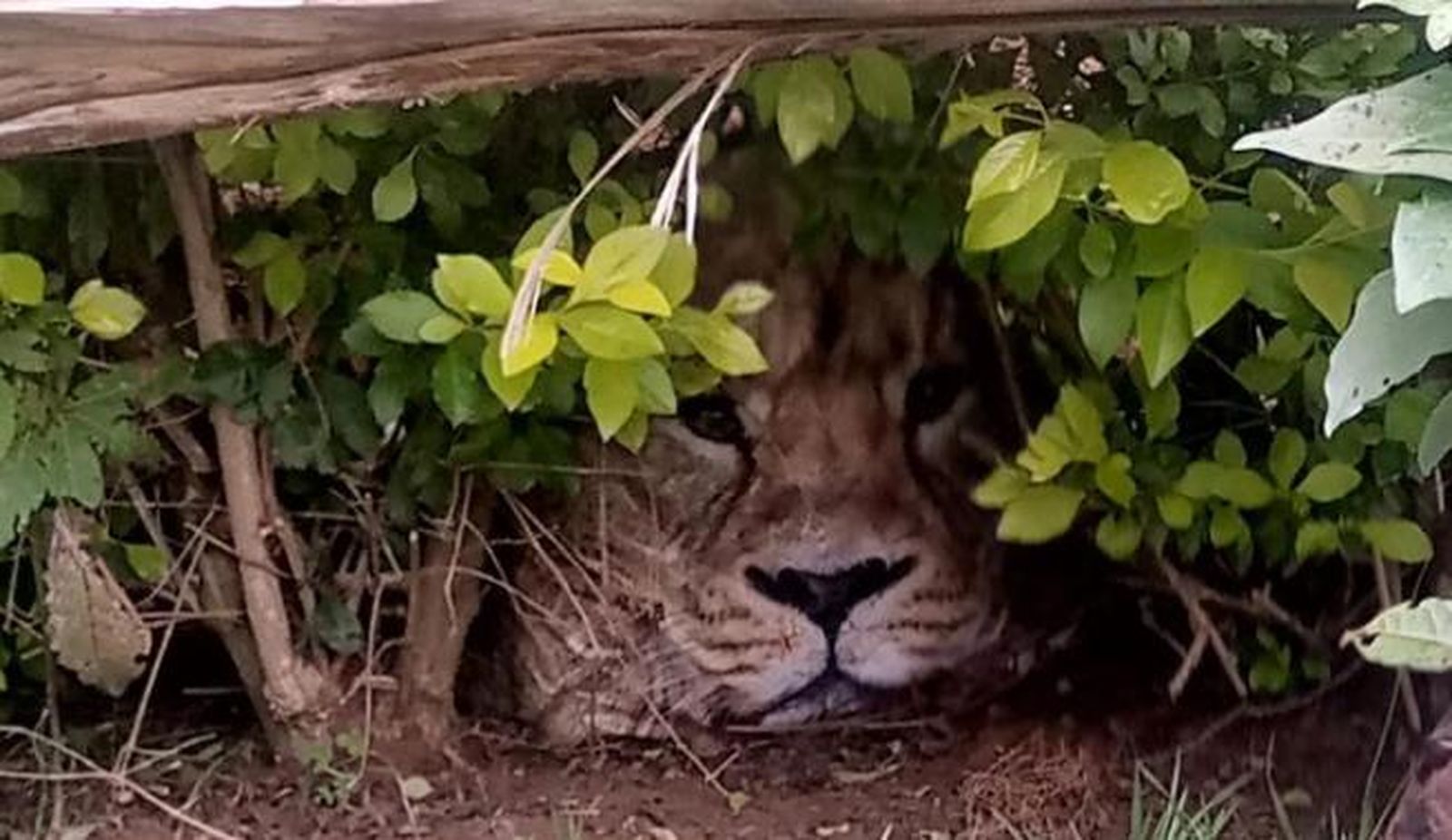 La bolsa que fue confundida con un león de verdad