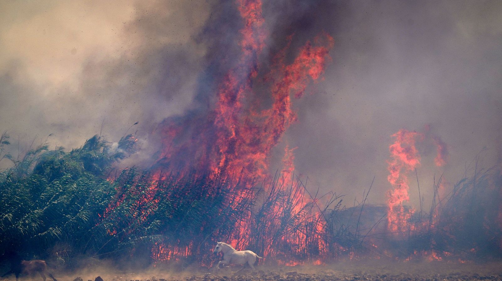 Así fue la salvación de las llamas de una manada de caballos en La Teja