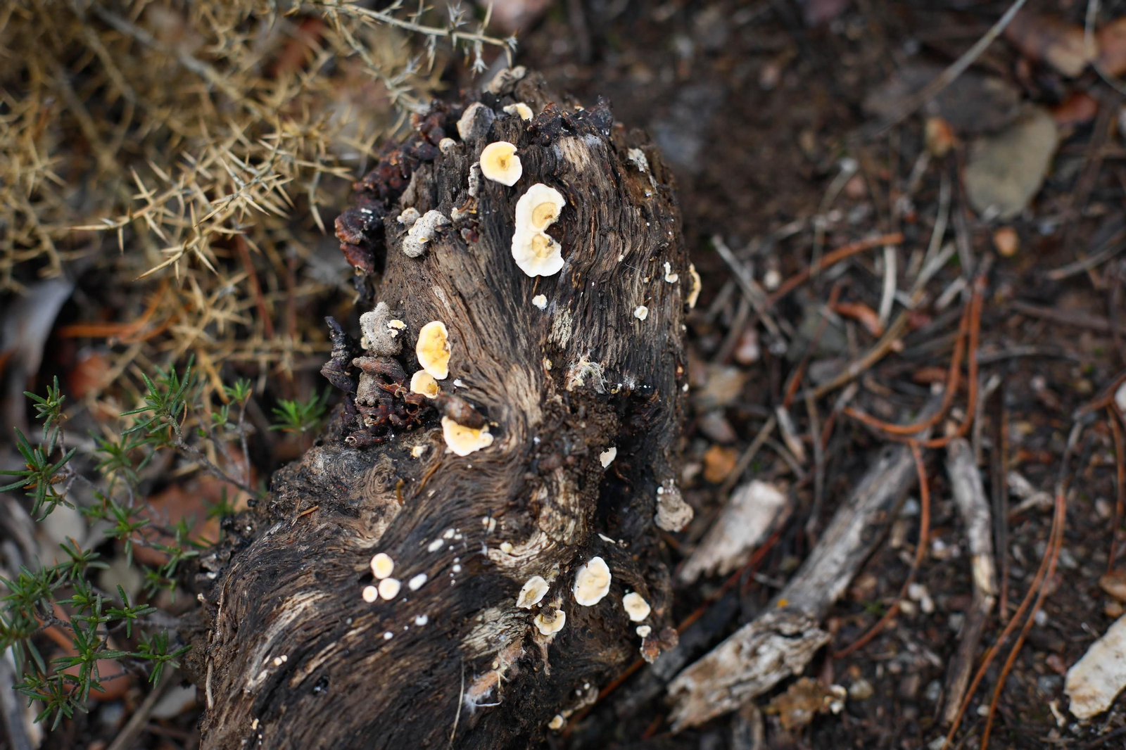 La ruta recolectora de setas en Abla por las XIX Jornadas Micológicas, en imágenes
