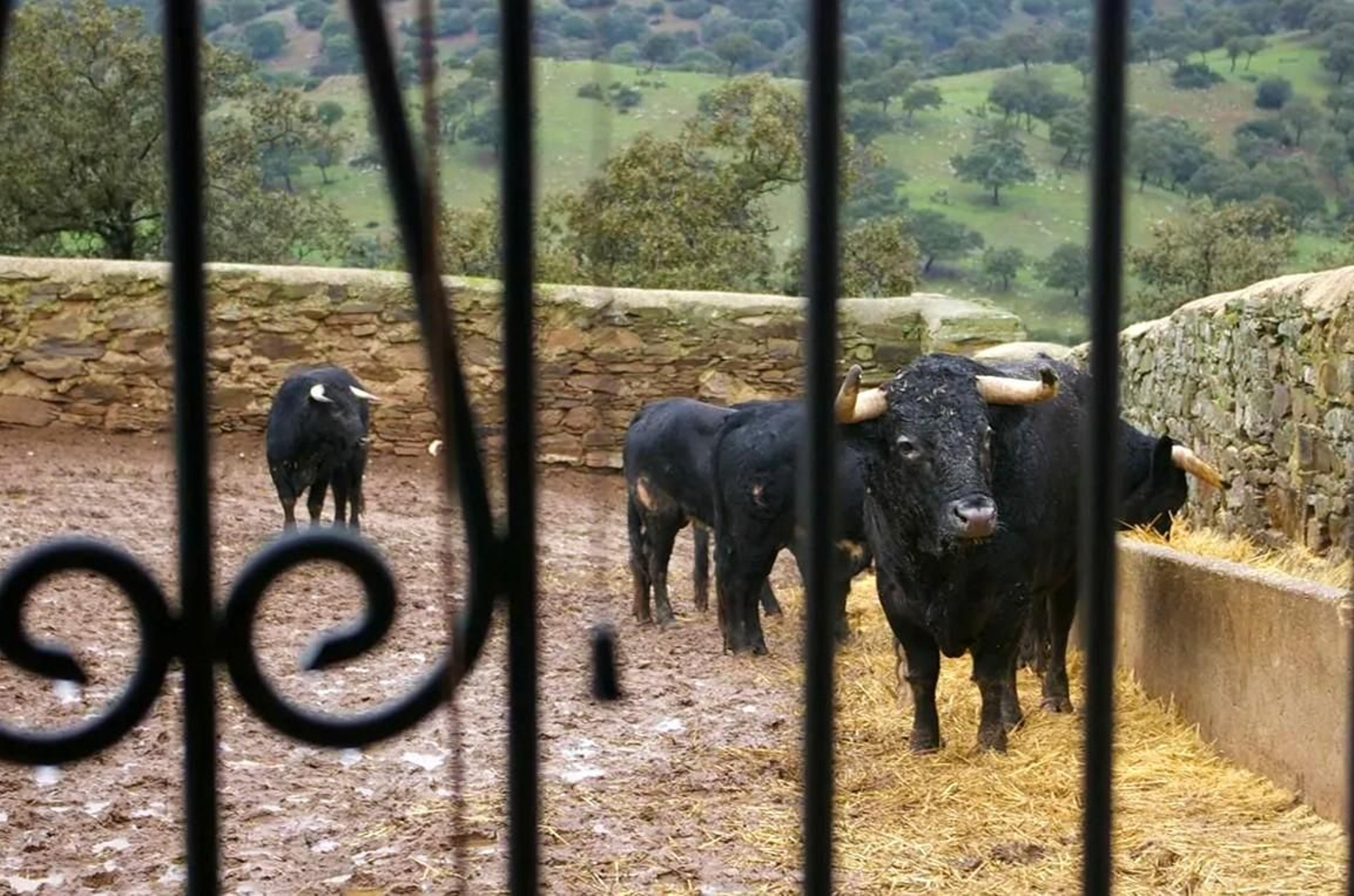 Conoce la historia del toro bravo en las fincas incluidas en la experiencia.