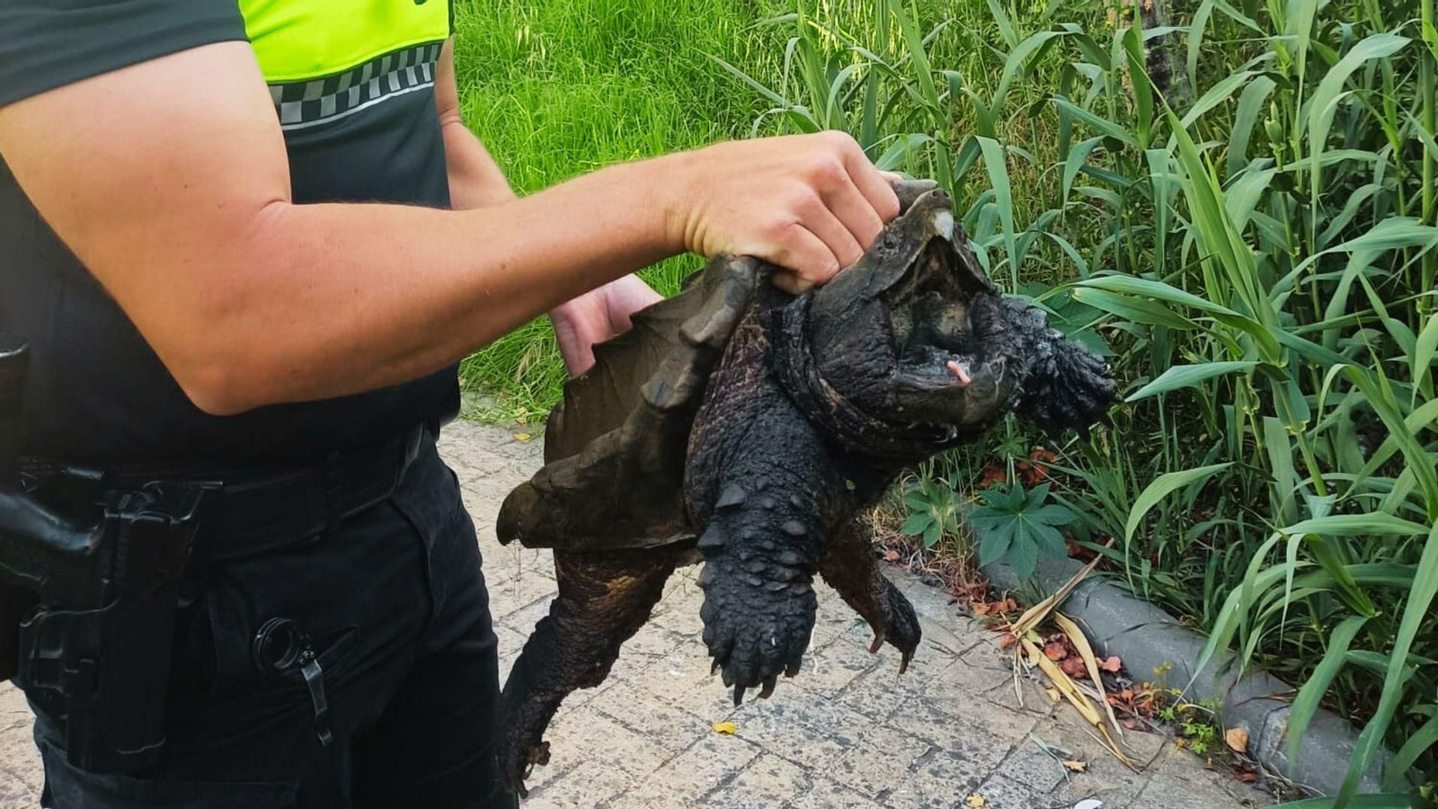 La Policía Local de Algeciras rescata en el río Pícaro una tortuga caimán de quince kilos de peso.