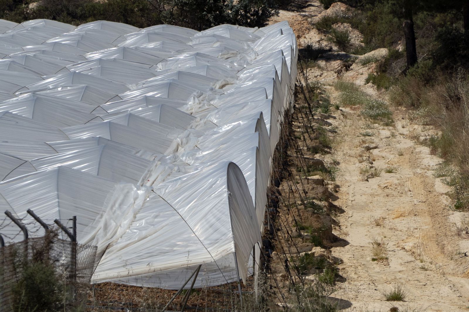Los regadíos en Doñana, en una imagen de archivo.