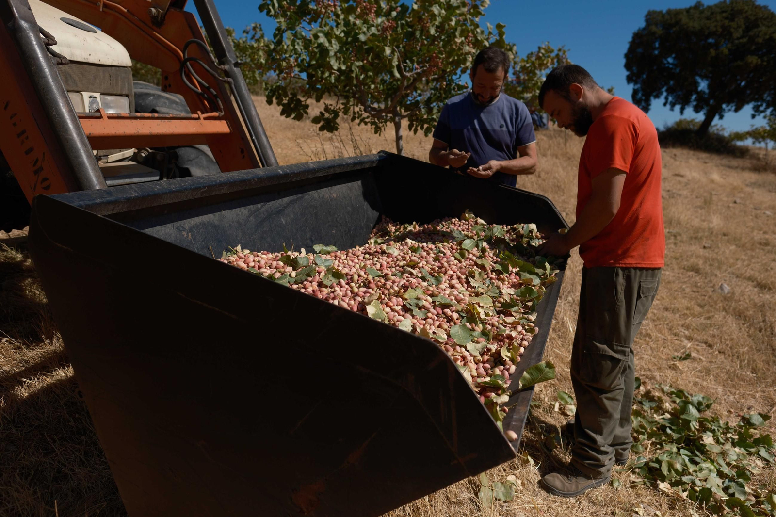 Joaquín Becerra y su sobrino examinan los primeros kilos de pistachos que han recogido.