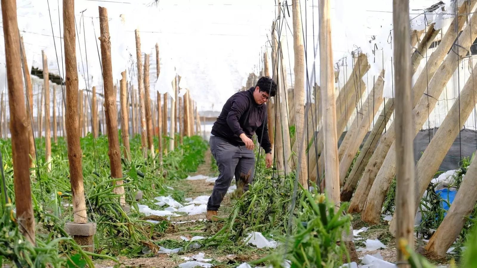 Daños por el temporal de granizo, lluvia y viento del pasado mes de octubre en un invernadero de El Ejido.