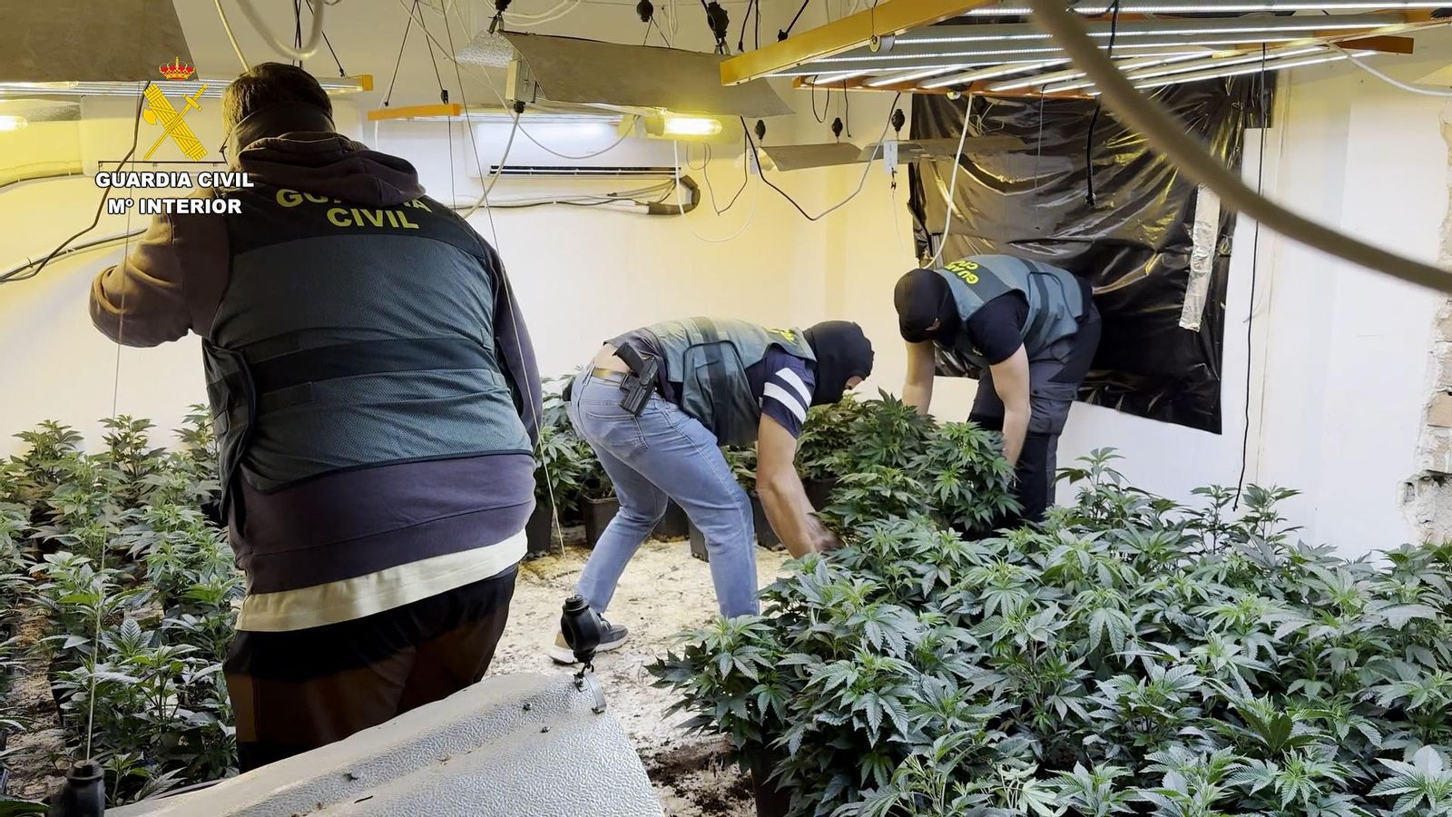 Plantación de marihuana desmantelada en la Operación Nazarí 64 Falla en Granada