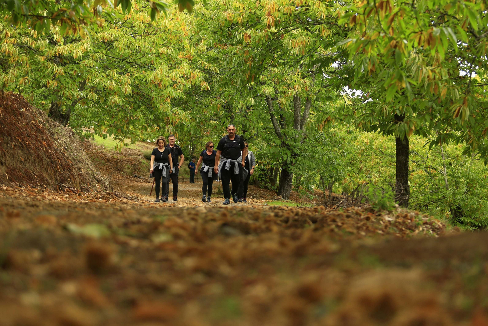 Fotos del Bosque de Cobre en el Valle del Genal.