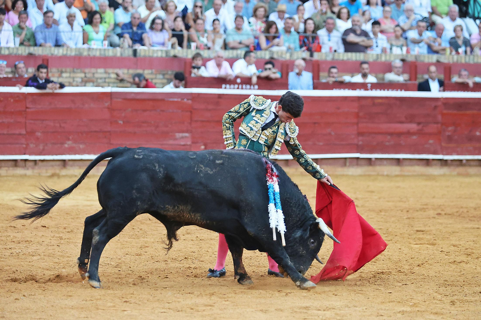Toros La Merced 2024 Novillada con picadores(
