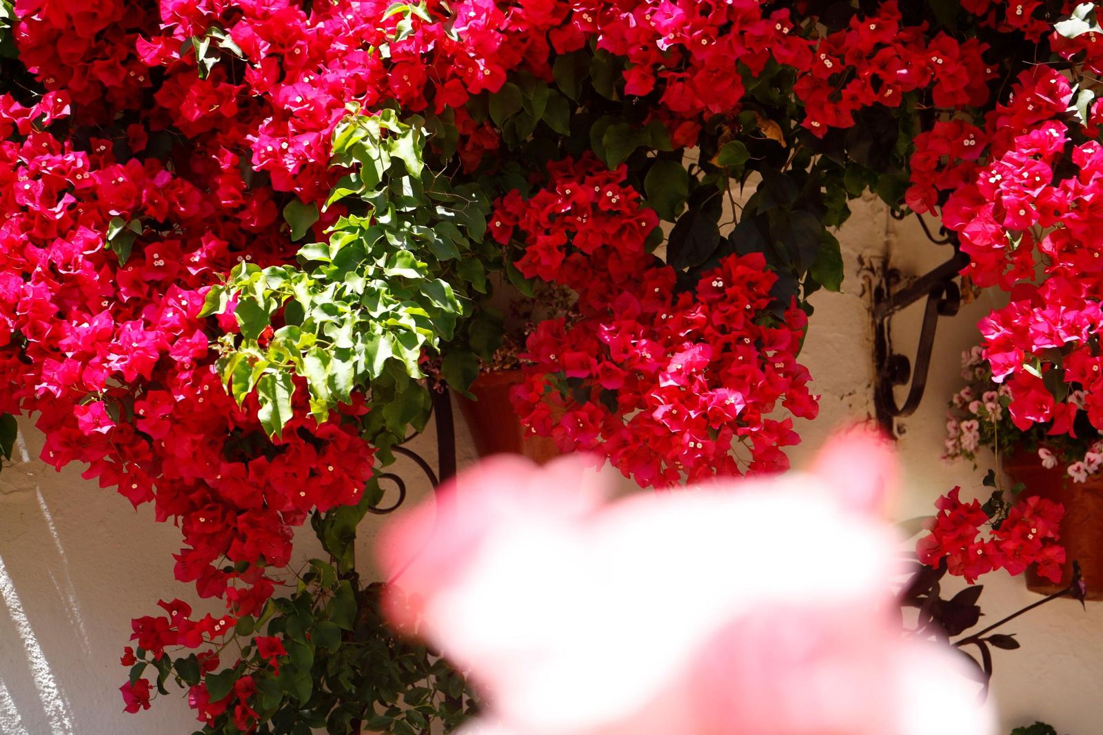 Un recorrido en imágenes por los patios de la ruta Regina-Realejo